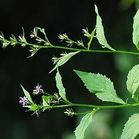 牧根草属