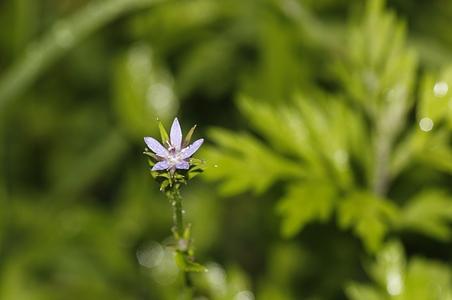 长果牧根草