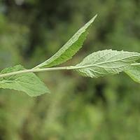 长果牧根草