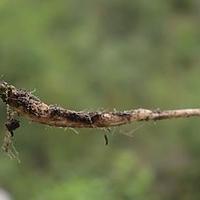 长果牧根草