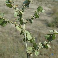 野榆钱菠菜