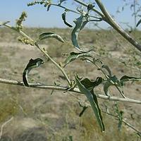 野榆钱菠菜