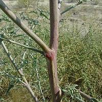 野榆钱菠菜
