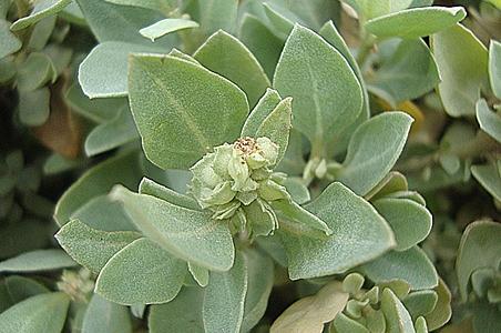 匍匐滨藜 - 图片/介绍/花期/花语/知识 - 千草植物