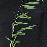 莜麦