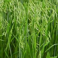 莜麦