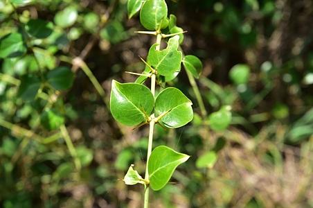 刺茉莉科