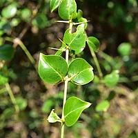 刺茉莉科