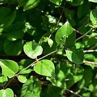 刺茉莉科