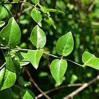 刺茉莉科