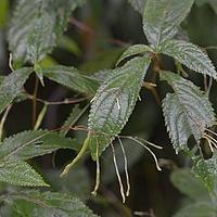 凤仙花科
