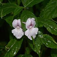 凤仙花科