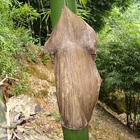 簕竹