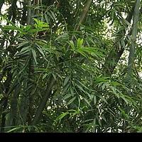 破篾黄竹