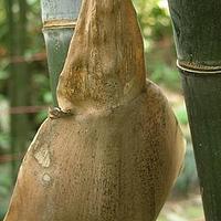 吊罗泥竹