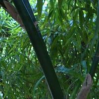 吊罗泥竹