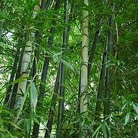 长枝竹