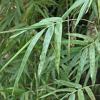 长枝竹