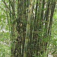 长枝竹