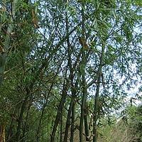 小簕竹