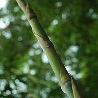 佛肚竹