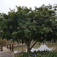 玉蕊科