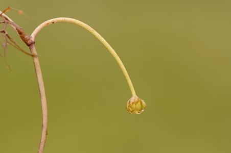 水毛茛