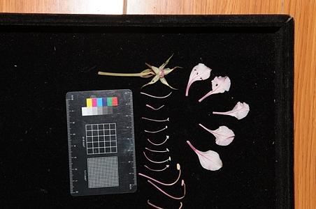 丽江羊蹄甲