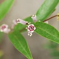 茜草科