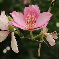 宫粉羊蹄甲