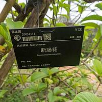 断肠花
