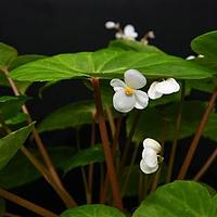 兰屿秋海棠