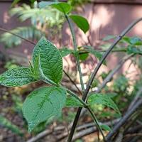 箭药藤
