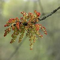 漆树科