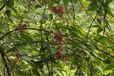 峨眉勾儿茶