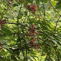 峨眉勾儿茶