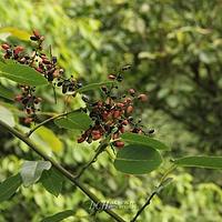 峨眉勾儿茶