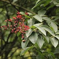 峨眉勾儿茶