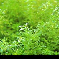 沟繁缕科