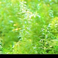 沟繁缕科