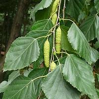 垂枝桦 - 图片/介绍/花期/花语/知识 - 千草植物