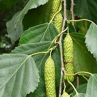 垂枝桦 - 图片/介绍/花期/花语/知识 - 千草植物