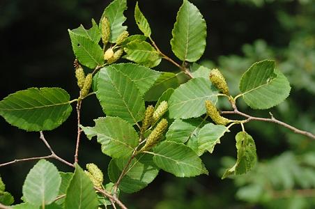 糙皮桦 - 图片/介绍/花期/花语/知识 - 千草植物