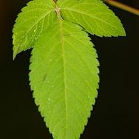 鬼针草属