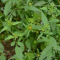 鬼针草属