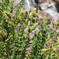 高山熏倒牛