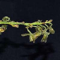 高山熏倒牛