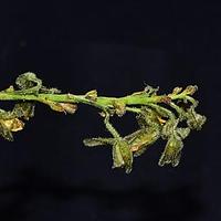 高山熏倒牛