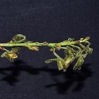 高山熏倒牛