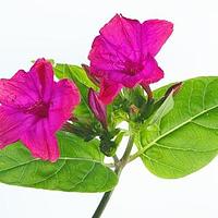 紫茉莉科